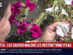 Replay BFM Première - Sécheresse: l'entretien des plantes se complique avec les restrictions d'eau