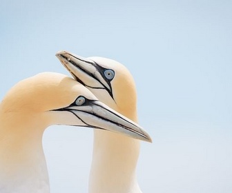 Replay Des animaux sociaux - Les oiseaux