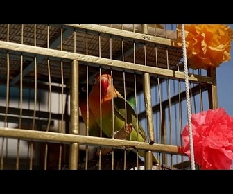 Replay Mexico: les vendeurs d'oiseaux du dimanche des Rameaux maintiennent une tradition en déclin