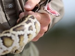 Replay 28 Minutes - Floride : pas de pitié pour le python