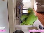 Replay Le grand bêtisier des animaux - Émission 2