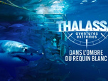 Replay Thalassa, aventures extrêmes - 01/06/2026