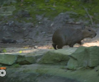 Replay Une saison au zoo - S14 E54
