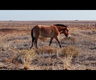 Replay Le Kazakhstan réintègre ses chevaux de Przewalski, une espèce menacée