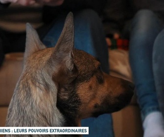 Replay Un jour, un doc - Chiens : leurs pouvoirs extraordinaires