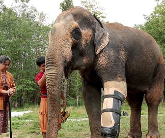 Replay Thaïlande, l'hôpital des éléphants - GEO Reportage