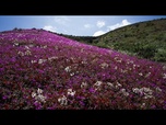 Replay Le désert d'Atacama au Chili fleurit après de rares pluies hivernales