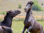 Replay Bosnie-Herzégovine - La beauté sauvage des Balkans