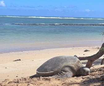 Replay Maui et Molokai - L'archipel d'Hawaï