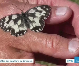 Replay Les dossiers d'ICI - L'atlas des papillons du Limousin