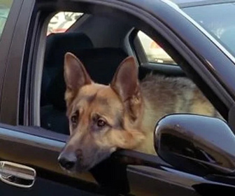 Replay Rex, chien flic - Glacial