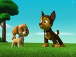 Replay Paw Patrol, la Pat'Patrouille - S00 E21 - Compilation Pat'Patrouille : Super Patrouille