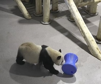 Replay Pandas, quel est leur pouvoir ? - Le dessous des images