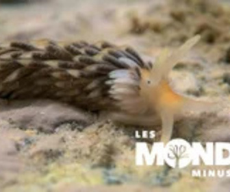 Replay Les Mondes Minuscules - 25/01/2025