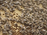 Replay Sciences & environnement - Pesticides : l'exception slovène