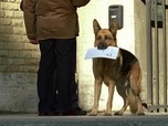 Replay Rex, chien flic - S13 E9 - Affaire classée