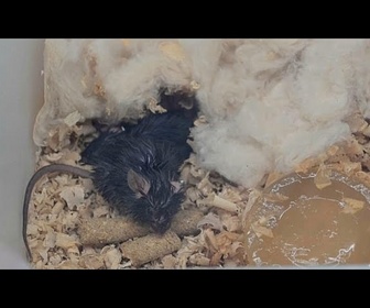 Replay Quatre souris ramenées sur Terre depuis la station spatiale chinoise