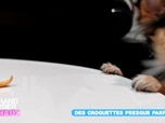 Replay Le grand bêtisier des animaux - Émission 4