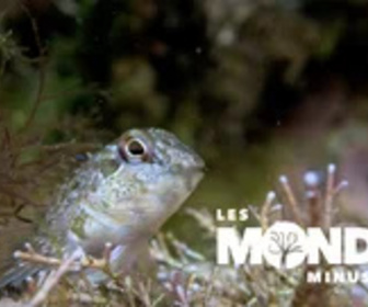 Replay Les Mondes Minuscules - 25/01/2025