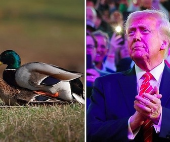 Replay Le consentement chez les animaux / Le nouvel ordre mondial de Trump - 28 minutes