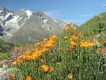 Replay Bel & Bien ensemble - Pourquoi les plantes sauvages ont des pouvoirs extraordinaires ?