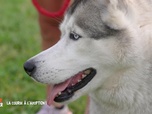 Replay Animaux à adopter