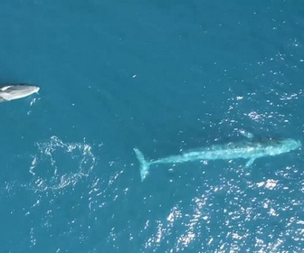 Replay Invitation au voyage - 16/09/2024 - Les baleines, gardiennes de Madère