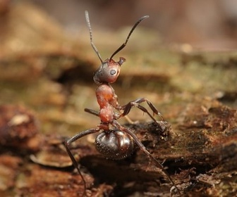 Replay Fourmis - La grande parade des insectes