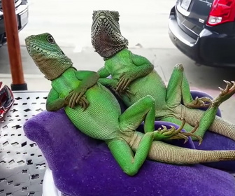 Replay Le super bêtisier - E4 - Volume 4