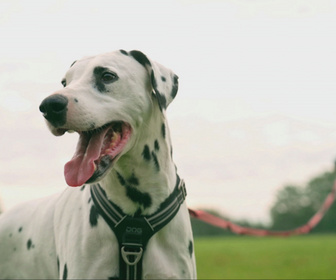 Replay Chiens et chats sans collier - Une seconde chance