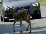 Replay Quand la faune croise nos routes - Attention ! Passage d'animaux