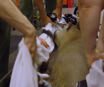 Replay Au cœur du zoo de New York - S2E3 - Les ours dans tous leurs états