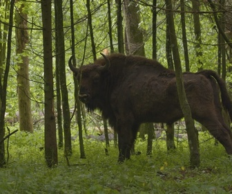 Replay Le bison d'Europe, colosse de la forêt