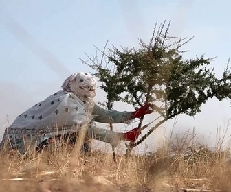Replay ARTE Journal - Au Maroc, planter des arganiers contre la désertification
