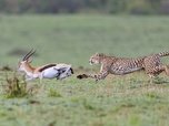 Replay Le guépard - Prédateurs et proies, un équilibre fragile