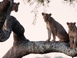 Replay La grande sécheresse - Les clans sauvages du parc de Katavi