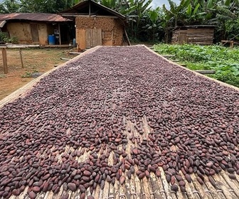 Replay Du chocolat, équitable et durable - ARTE Regards