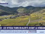 Replay Good Morning Business - Alsace : les viticulteurs en alerte avant la vendange