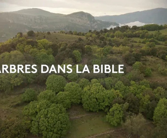 Replay Les chemins de la foi - Les arbres dans la Bible