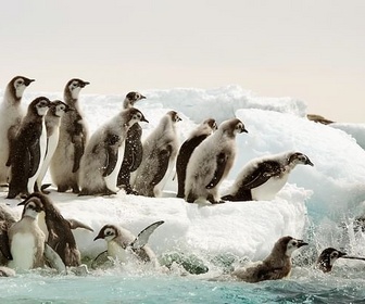 Replay Antarctica, sur les traces de l'empereur