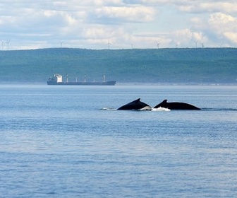 Replay Saguenay-Saint-Laurent - Les parcs nationaux canadiens
