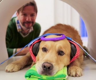 Replay À regarder en famille - Les chiens peuvent-ils parler ?