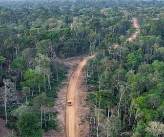 Replay République du Congo : la forêt des gorilles - Paradis naturels retrouvés