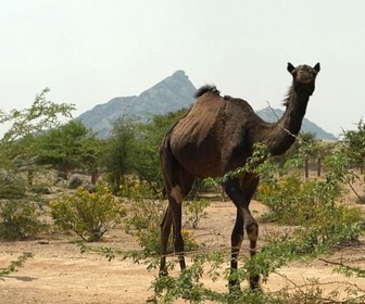 Replay Bourgogne / Rajasthan / Alpes - Invitation au voyage