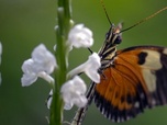 Replay Les super métamorphes - Les papillons !!! Ces super-héros de la nature
