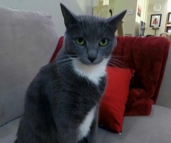Replay Hell's cat : mon chat est un cauchemar - S9E10 - Posey la terreur