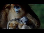 Replay Premier rhinopithèque doré né hors d'Asie présenté dans un zoo français