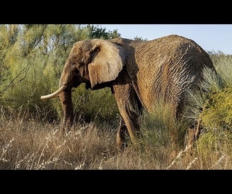 Replay Portugal : le sanctuaire d'éléphants accueille sa première pensionnaire