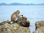 Replay Primates - 13/05/2026