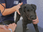 Replay Chiens et chats sans collier - Des destins à écrire